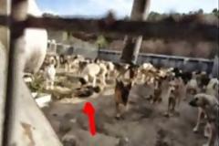 Κολαστήριο για τα σκυλιά το Δημοτικό Κυνοκομείο Φλώρινας