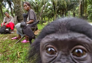 Οι πίθηκοι παρηγορούν ο ένας τον άλλον… ανθρώπινα (video) - Φωτογραφία 1