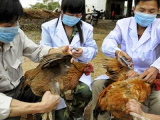 Νέο κρούσμα γρίπης των πτηνών στην Κίνα - Φωτογραφία 1