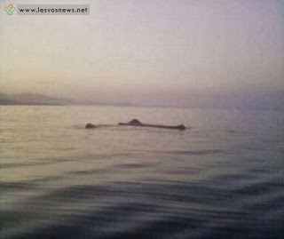 Μαρτυρίες για φάλαινες στη Θερμή Λέσβου - Φωτογραφία 1