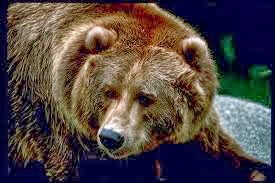 Άλλη μια επίθεση αρκούδας σε στάβλο στο Λείψι Γρεβενών - Φωτογραφία 1