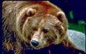 Άλλη μια επίθεση αρκούδας σε στάβλο στο Λείψι Γρεβενών