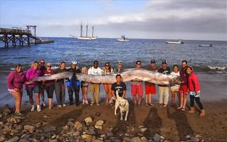 Θαλάσσιο «τέρας» μήκους 5,5 μέτρων ανακαλύφθηκε στην Καλιφόρνια - Φωτογραφία 1