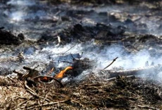Πυροσβεστική: Στο μισό οι καμένες εκτάσεις σε σχέση με πέρυσι - Φωτογραφία 1