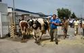 Συνάντηση με Τσαυτάρη ζητούν οι κτηνοτρόφοι της Θεσσαλίας