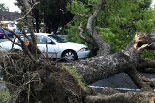 Πάτρα: Ζημιές σε δύο αυτοκίνητα από πτώση δέντρου - Φωτογραφία 1