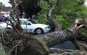 Πάτρα: Ζημιές σε δύο αυτοκίνητα από πτώση δέντρου