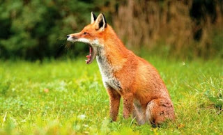 Ξεκίνησε ο εμβολιασμός των κόκκινων αλεπούδων - Φωτογραφία 1