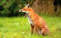 Ξεκίνησε ο εμβολιασμός των κόκκινων αλεπούδων