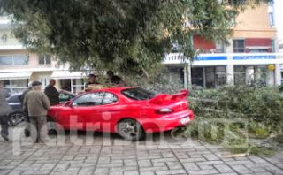 Αμαλιάδα: Δέντρα καταπλάκωσαν αυτοκίνητα λόγω του ανέμου! - Φωτογραφία 1