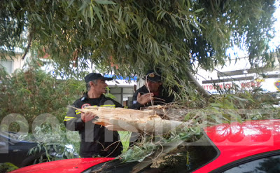 Αμαλιάδα: Δέντρα καταπλάκωσαν αυτοκίνητα λόγω του ανέμου! - Φωτογραφία 2