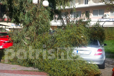 Αμαλιάδα: Δέντρα καταπλάκωσαν αυτοκίνητα λόγω του ανέμου! - Φωτογραφία 3