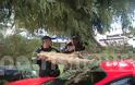 Αμαλιάδα: Δέντρα καταπλάκωσαν αυτοκίνητα λόγω του ανέμου! - Φωτογραφία 2
