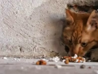 Εχτισαν γάτα μέσα σε τοίχο στη Θεσσαλονίκη! (video) - Φωτογραφία 1