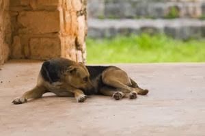 Απάνθρωπο! Σκότωσαν 9 σκυλάκια στα Τρίκαλα - Φωτογραφία 1
