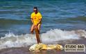 Ναύπλιο: Ακόμα μια θαλάσσια χελώνα νεκρή στην παραλία Καραθώνα