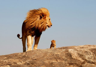 Ο «Βασιλιάς των Λιονταριών» στην πραγματική ζωή - Φωτογραφία 1