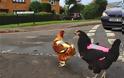 Βρετανία: Ανάρπαστα τα φωσφοριζέ γιλέκα για…κότες