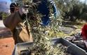 Ηλεία: Μαύρος χειμώνας για χιλιάδες ελαιοπαραγωγούς - Τα δέντρα τους δεν έδωσαν καρπό και τα έξοδα τρέχουν…