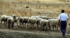 Αγριογούρουνο σκότωσε κτηνοτρόφο - Φωτογραφία 1