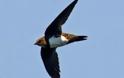 Μεταναστευτικό πουλί σπάει τα ρεκόρ πετώντας ασταμάτητα για έξι μήνες
