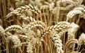 Ενδιαφέρον από τη Βραζιλία για συμβολαιακή καλλιέργεια μαλακού σιταριού και παραγωγή ζωοτροφών στην Ελλάδα