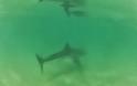 Είδε μπροστά της καρχαρία την ώρα που έκανε σερφ [Video]
