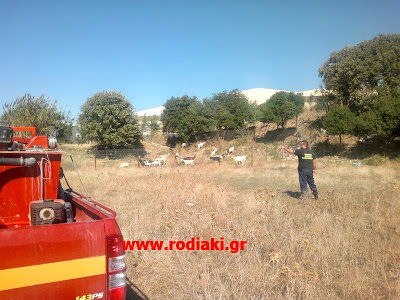 Δασοκομάντος και πάνοπλοι άνδρες της ΔΙΑΣ έστησαν επιχείρηση για να «συλλάβουν» ...αδέσποτα κατσίκια - Φωτογραφία 3