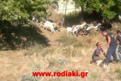 Δασοκομάντος και πάνοπλοι άνδρες της ΔΙΑΣ έστησαν επιχείρηση για να «συλλάβουν» ...αδέσποτα κατσίκια