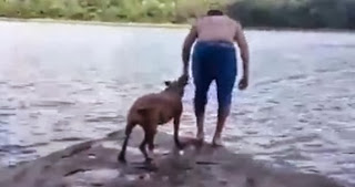Αληθινή αγάπη: Σκύλος «σώζει» το αφεντικό του που πέφτει στη θάλασσα! [video] - Φωτογραφία 1