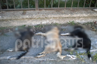 Ηλεία: Θανάτωσαν τρεις σκύλους με φόλα στην Αμαλιάδα! - Φωτογραφία 1
