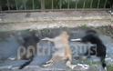 Ηλεία: Θανάτωσαν τρεις σκύλους με φόλα στην Αμαλιάδα!