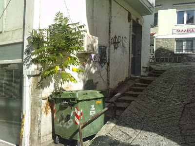 Καστοριά: Δενδροφύτευση σε βρώμικους κάδους απορριμάτων στην οδό Μητροπόλεως - Φωτογραφία 2