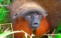 Πίθηκος που γουργουρίζει και φυτοφάγα πιράνχας ανακαλύφθηκαν στον Αμαζόνιο