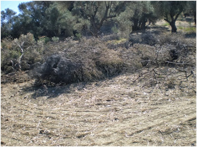 Στην πυρά χιλιάδες πανάρχαια ελαιόδεντρα - Φωτογραφία 2