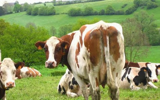 Αέρια αγελάδων μετατράπηκαν σε καύσιμο - Φωτογραφία 1