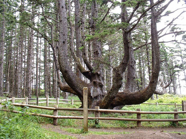 Το παράξενο δέντρο… χταπόδι! - Φωτογραφία 2