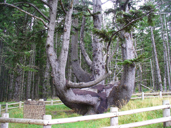 Το παράξενο δέντρο… χταπόδι! - Φωτογραφία 5