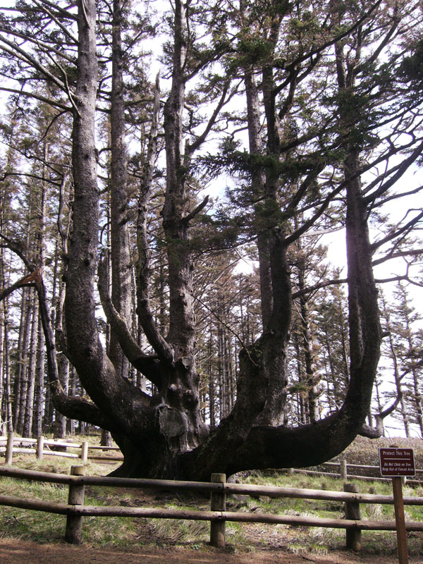 Το παράξενο δέντρο… χταπόδι! - Φωτογραφία 7