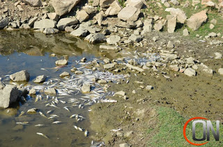 Χιλιάδες νεκρά ψάρια στο Κεραμίδι Τρικάλων [video] - Φωτογραφία 1