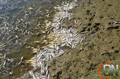 Χιλιάδες νεκρά ψάρια στο Κεραμίδι Τρικάλων [video] - Φωτογραφία 2