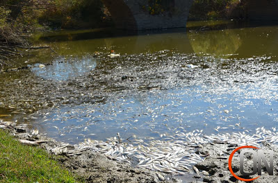 Χιλιάδες νεκρά ψάρια στο Κεραμίδι Τρικάλων [video] - Φωτογραφία 4