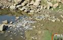 Χιλιάδες νεκρά ψάρια στο Κεραμίδι Τρικάλων [video] - Φωτογραφία 1