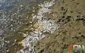 Χιλιάδες νεκρά ψάρια στο Κεραμίδι Τρικάλων [video] - Φωτογραφία 2