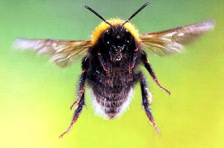 Aπό Αλτσχάιιμερ μέχρι αθρίτιδα, οι μέλισσες θεραπεύουν τα πάντα - Φωτογραφία 1