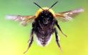 Aπό Αλτσχάιιμερ μέχρι αθρίτιδα, οι μέλισσες θεραπεύουν τα πάντα