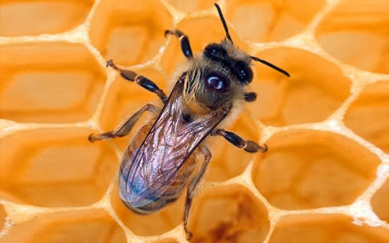 Οι μέλισσες έχουν εξαφανιστεί ήδη μια φορά; - Φωτογραφία 1