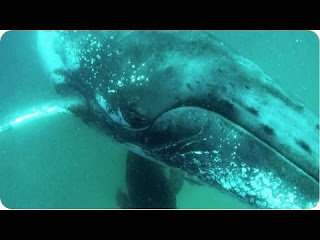 Δείτε τι συμβαίνει όταν μια φάλαινα συγκρούεται με ένα δύτη! [video] - Φωτογραφία 1