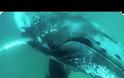 Δείτε τι συμβαίνει όταν μια φάλαινα συγκρούεται με ένα δύτη! [video]