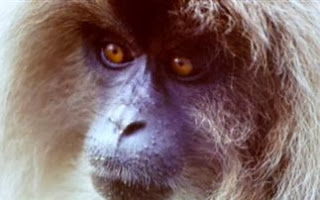 Μαϊμούδες- δραπέτες στο Μπέλφαστ - Φωτογραφία 1